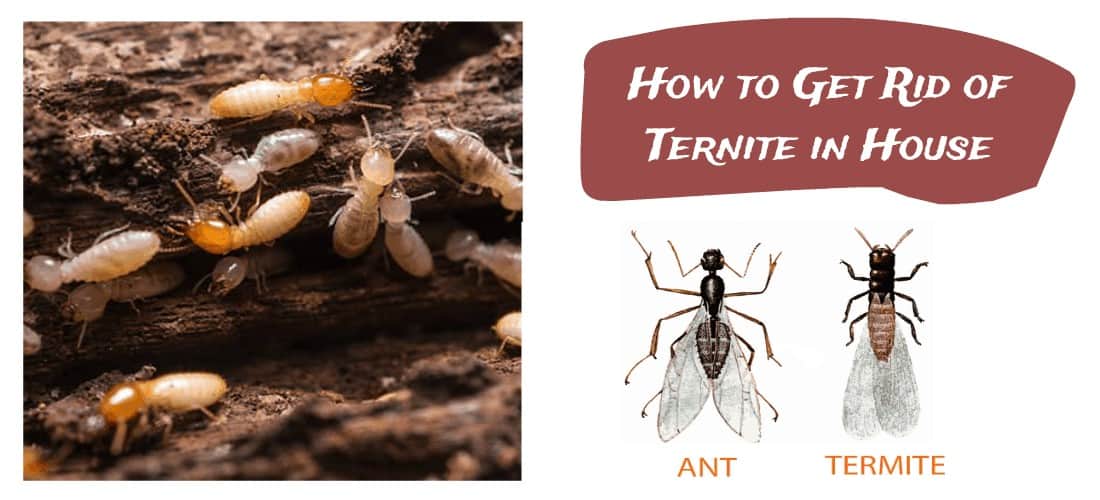 How To Get Rid Of Termites How To Kill Termites Signs Of Termites Diy Termite Treatment