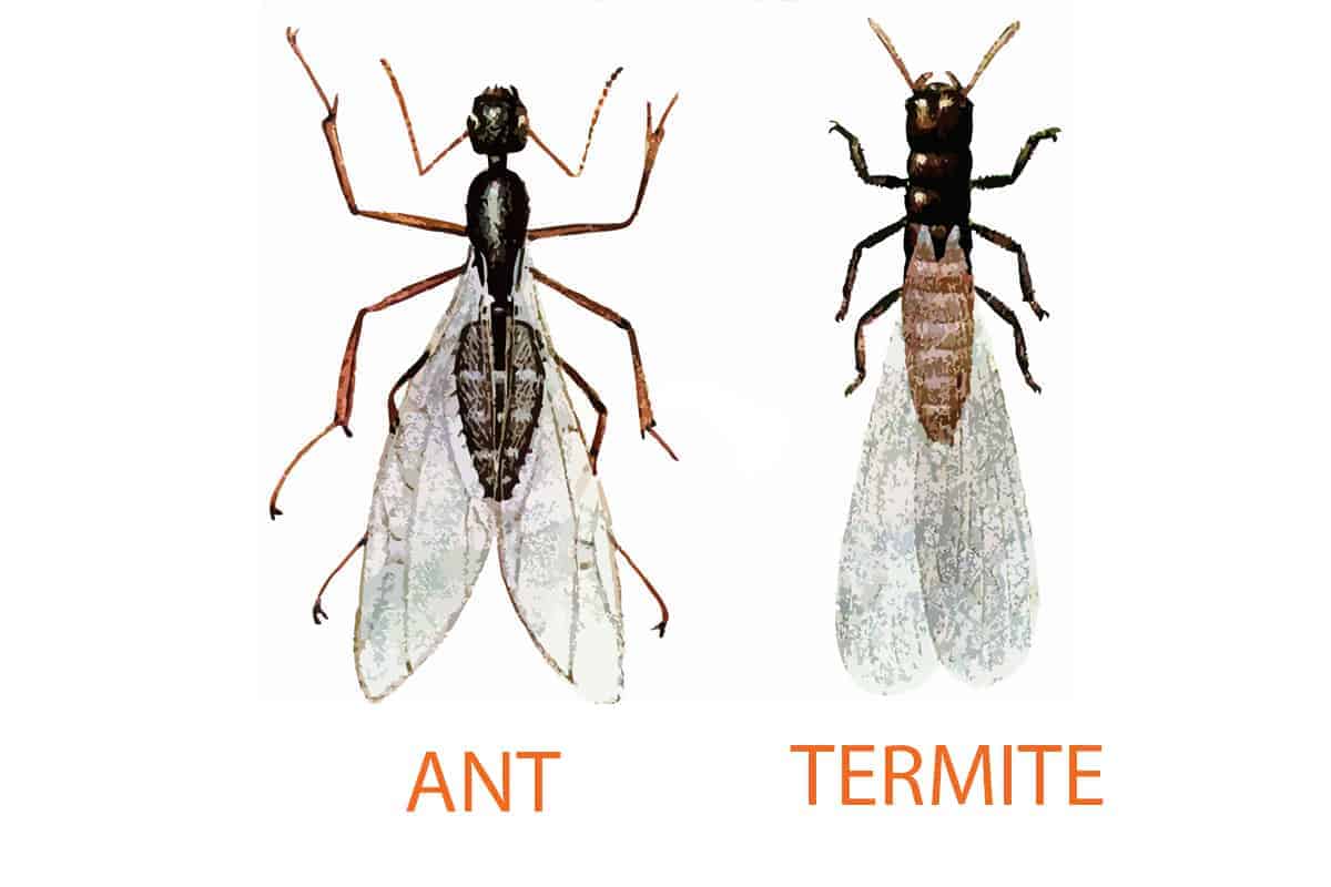 Termites In House? How To Get Rid Of Termite Attract - Civiconcepts