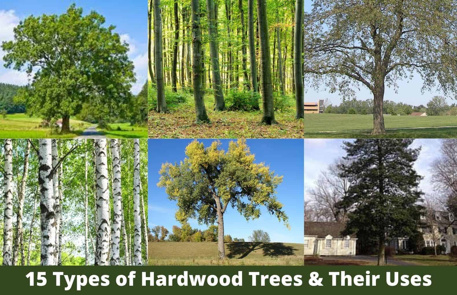 hardwood trees list
