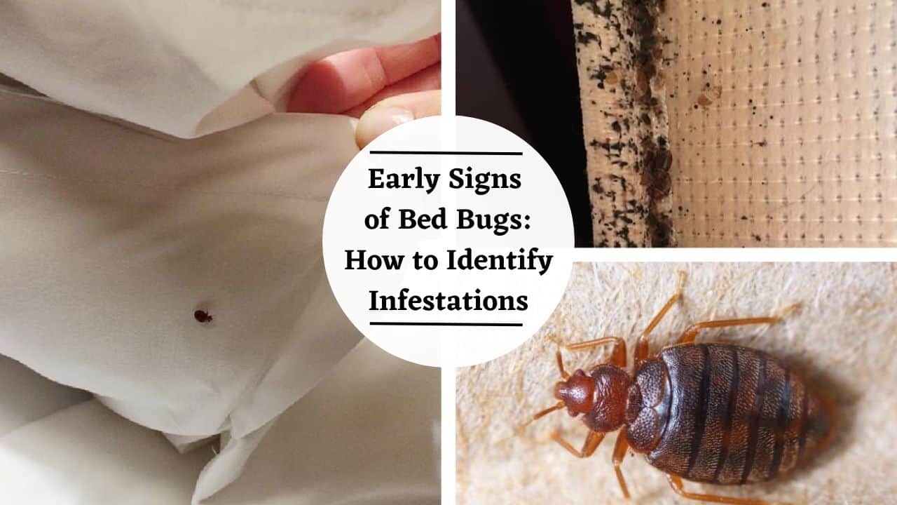 Early Signs Of Bed Bugs How To Identify Infestations